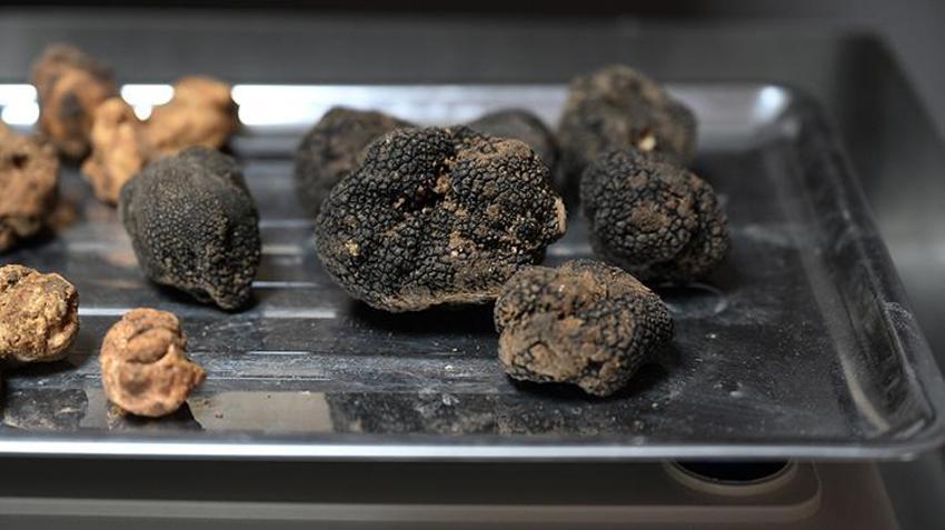İtalya’dan geldi, tek bir şeyle zengin oldu: Eğitimli köpeklerle ormanlarda iz sürüyor: Kilogramı neredeyse servet değerinde
