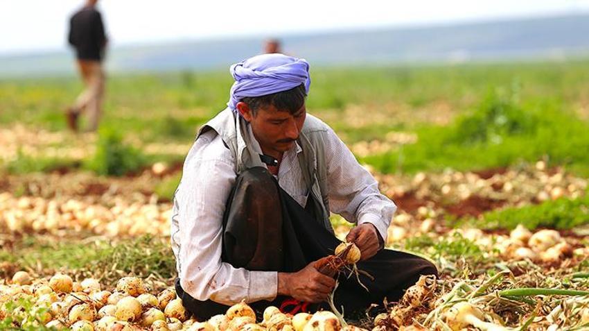 Hatay Reyhanlı’da turfanda soğan hasadı başladı: 122 bin tonluk rekolte bekleniyor