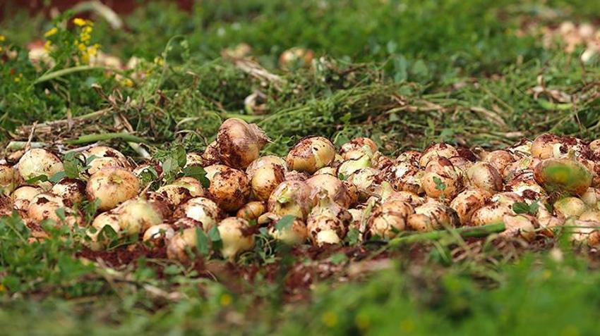 Hatay Reyhanlı’da turfanda soğan hasadı başladı: 122 bin tonluk rekolte bekleniyor