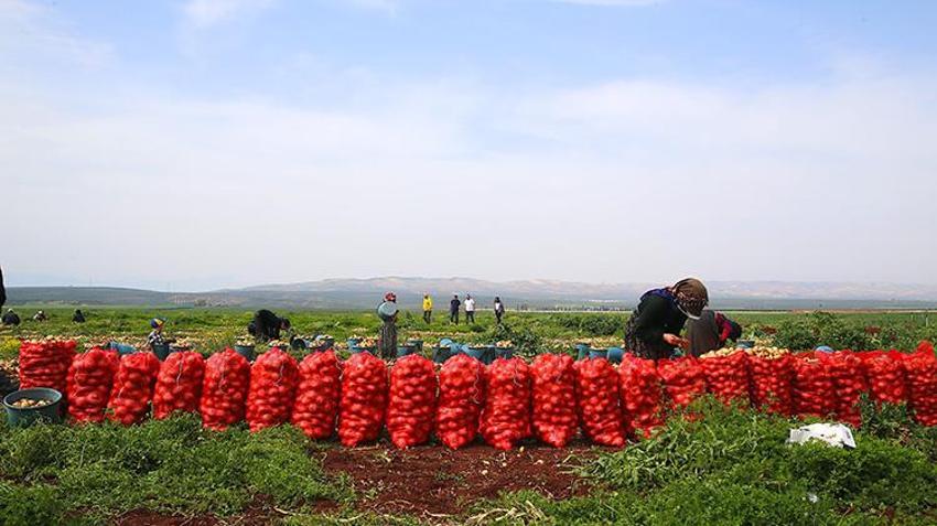 Hatay Reyhanlı’da turfanda soğan hasadı başladı: 122 bin tonluk rekolte bekleniyor