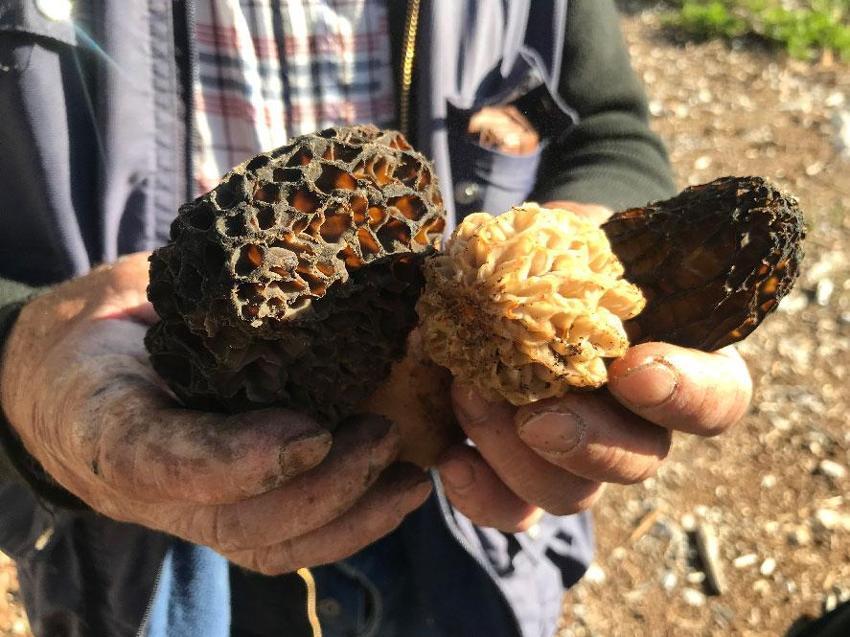 Kuzugöbeği tutkunları sahaya çıktı! Beyşehir'de hasat sezonu başladı, kilosu bin ile bin 500 TL arasında satılıyor