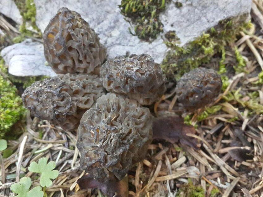 Kuzugöbeği tutkunları sahaya çıktı! Beyşehir'de hasat sezonu başladı, kilosu bin ile bin 500 TL arasında satılıyor