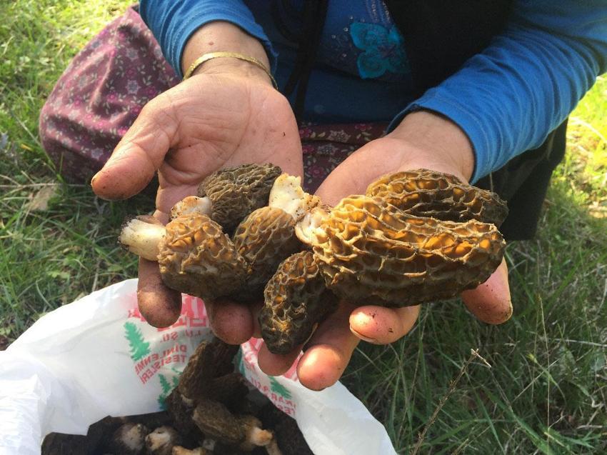 Kuzugöbeği tutkunları sahaya çıktı! Beyşehir'de hasat sezonu başladı, kilosu bin ile bin 500 TL arasında satılıyor