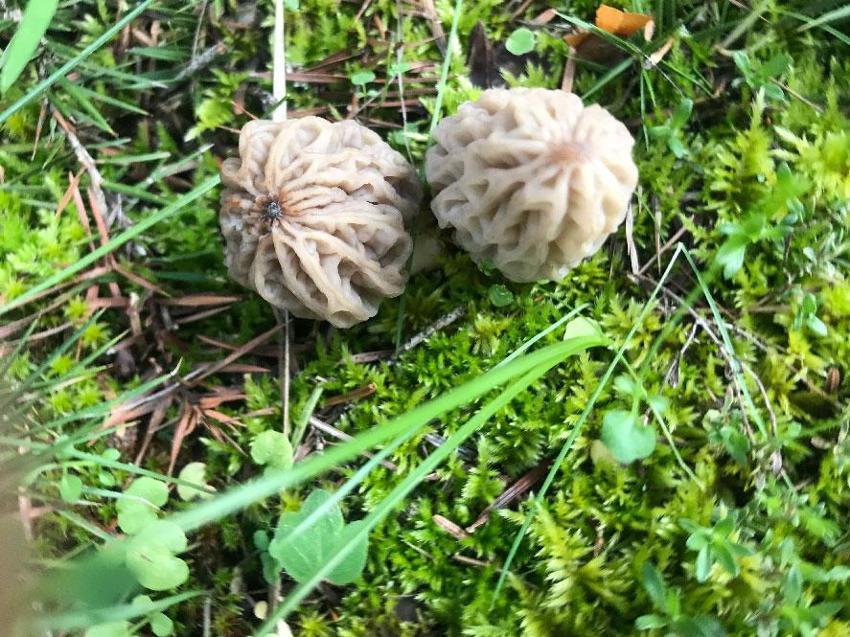 Kuzugöbeği tutkunları sahaya çıktı! Beyşehir'de hasat sezonu başladı, kilosu bin ile bin 500 TL arasında satılıyor