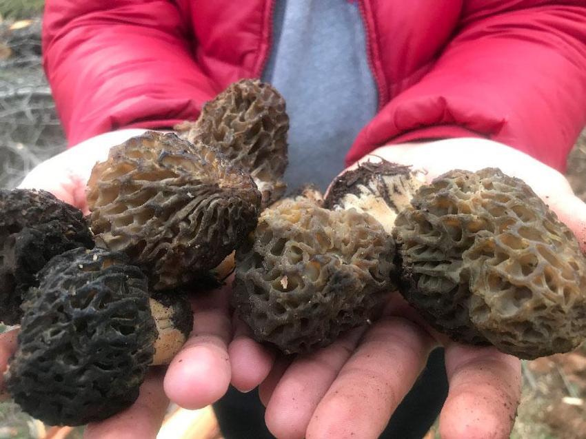 Kuzugöbeği tutkunları sahaya çıktı! Beyşehir'de hasat sezonu başladı, kilosu bin ile bin 500 TL arasında satılıyor