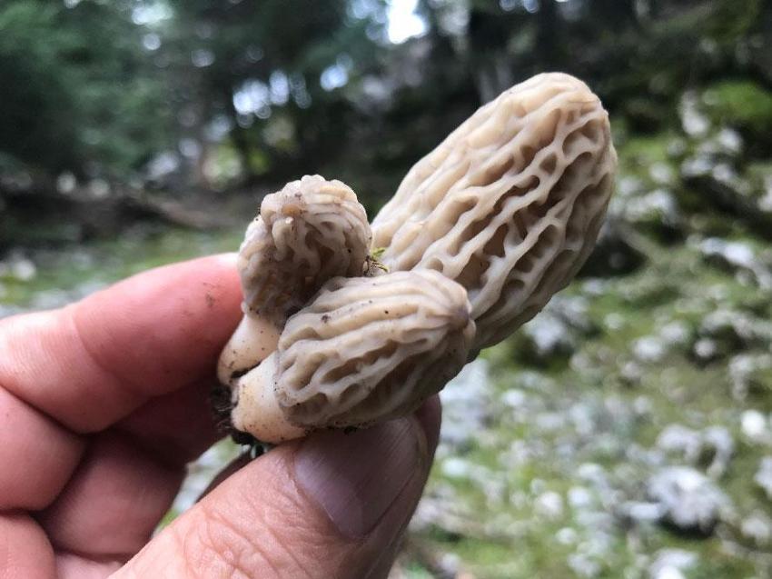 Kuzugöbeği tutkunları sahaya çıktı! Beyşehir'de hasat sezonu başladı, kilosu bin ile bin 500 TL arasında satılıyor