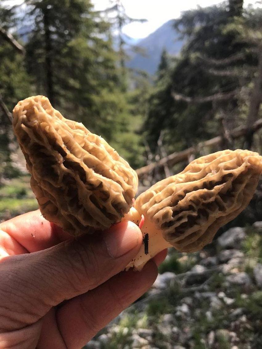 Kuzugöbeği tutkunları sahaya çıktı! Beyşehir'de hasat sezonu başladı, kilosu bin ile bin 500 TL arasında satılıyor