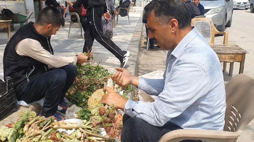 Elazığ'a bahar geldi, ışkın, su teresi ve kuzu kulağı tezgahlardaki yerini aldı
