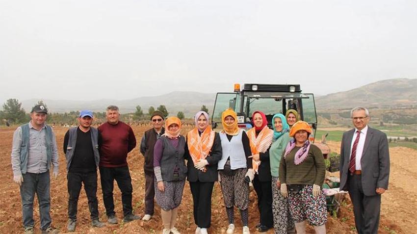Poşusunu taktı, tarlaya indi: Denizli'nin Çal ilçesinden kalpleri ısıtan görüntü