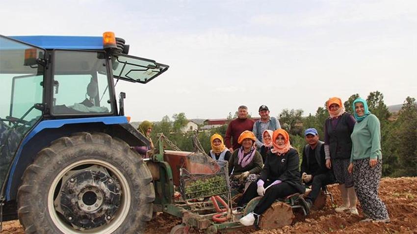 Poşusunu taktı, tarlaya indi: Denizli'nin Çal ilçesinden kalpleri ısıtan görüntü