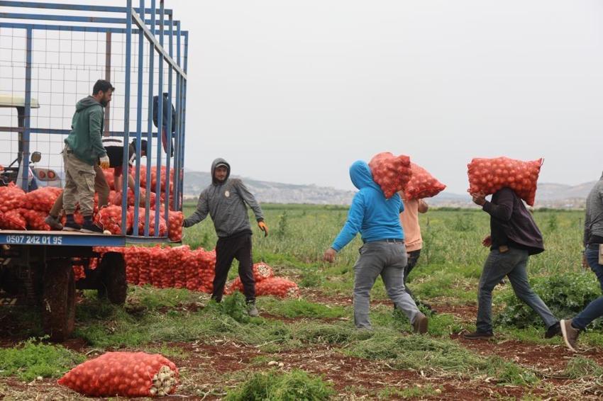 Hasat başladı, kilosu tarlada 25 lira! 81 ilin yanı sıra Rusya ve Avrupa ülkeleri kapış kapış alıyor