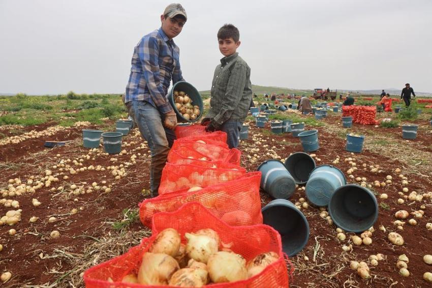 Hasat başladı, kilosu tarlada 25 lira! 81 ilin yanı sıra Rusya ve Avrupa ülkeleri kapış kapış alıyor