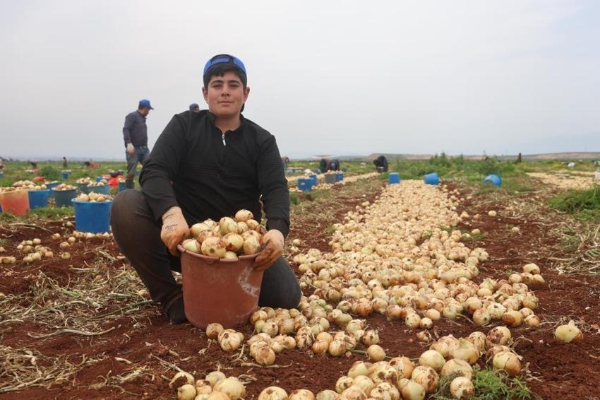 Hasat başladı, kilosu tarlada 25 lira! 81 ilin yanı sıra Rusya ve Avrupa ülkeleri kapış kapış alıyor
