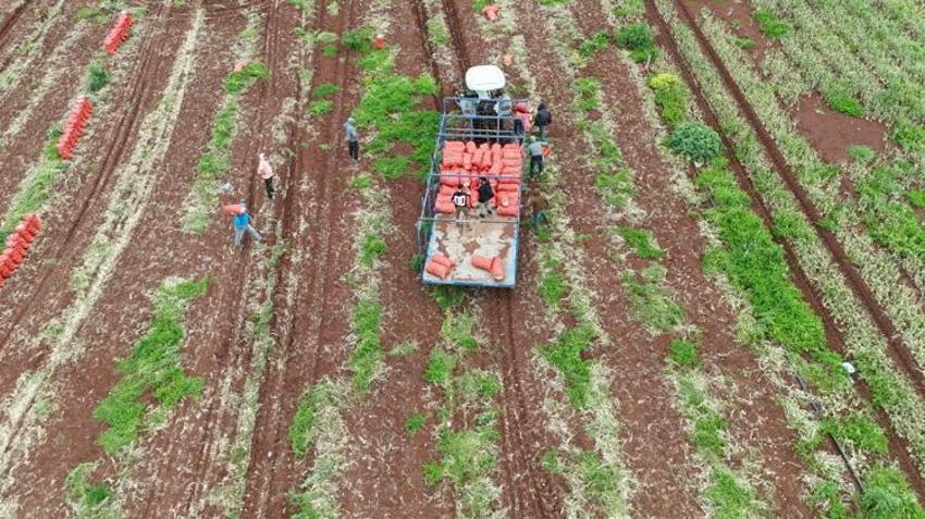 Hasat başladı, kilosu tarlada 25 lira! 81 ilin yanı sıra Rusya ve Avrupa ülkeleri kapış kapış alıyor