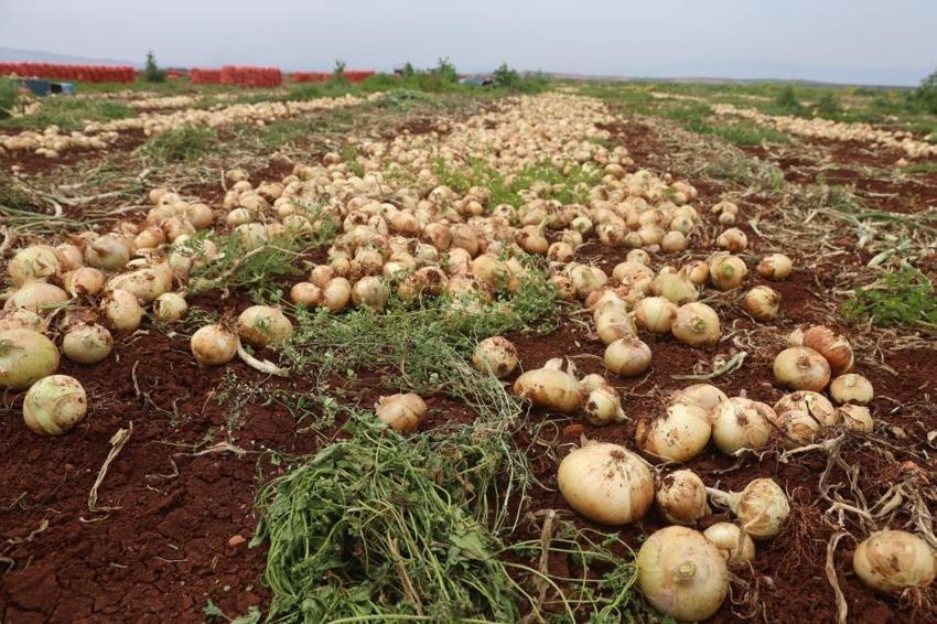 Hasat başladı, kilosu tarlada 25 lira! 81 ilin yanı sıra Rusya ve Avrupa ülkeleri kapış kapış alıyor