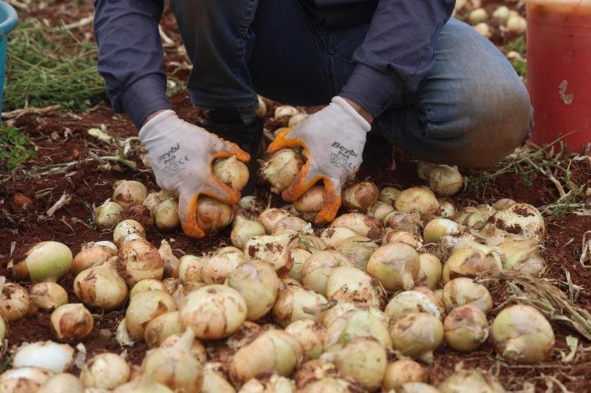 Hasat başladı, kilosu tarlada 25 lira! 81 ilin yanı sıra Rusya ve Avrupa ülkeleri kapış kapış alıyor