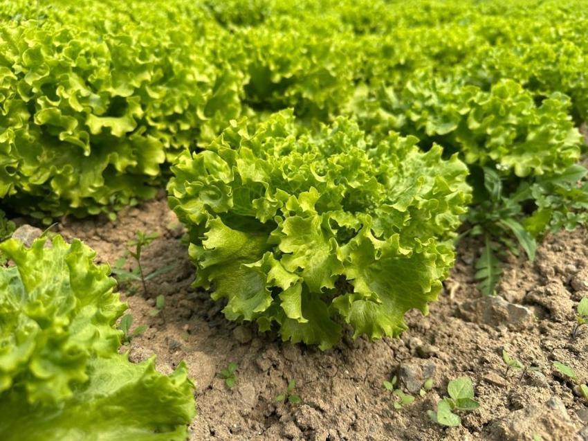Bursa'da bu ürünü ekmeyen pişman oldu! Geçen yıl çürümüştü, bu yıl tarlada altın oldu