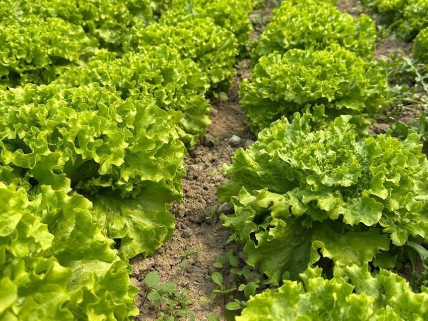 Bursa'da bu ürünü ekmeyen pişman oldu! Geçen yıl çürümüştü, bu yıl tarlada altın oldu