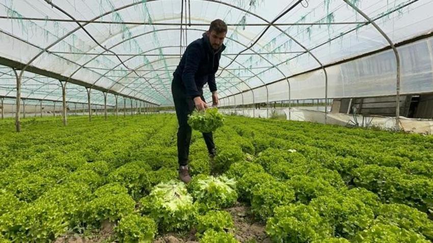 Bursa'da bu ürünü ekmeyen pişman oldu! Geçen yıl çürümüştü, bu yıl tarlada altın oldu