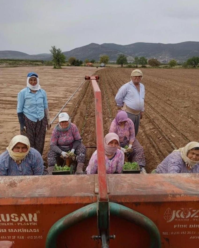 Aydın'da hasat başladı! Çiftçi tarlaya umuduyla indi: Üreticinin tek bir şartı var: Avanslar bir an önce ödensin!