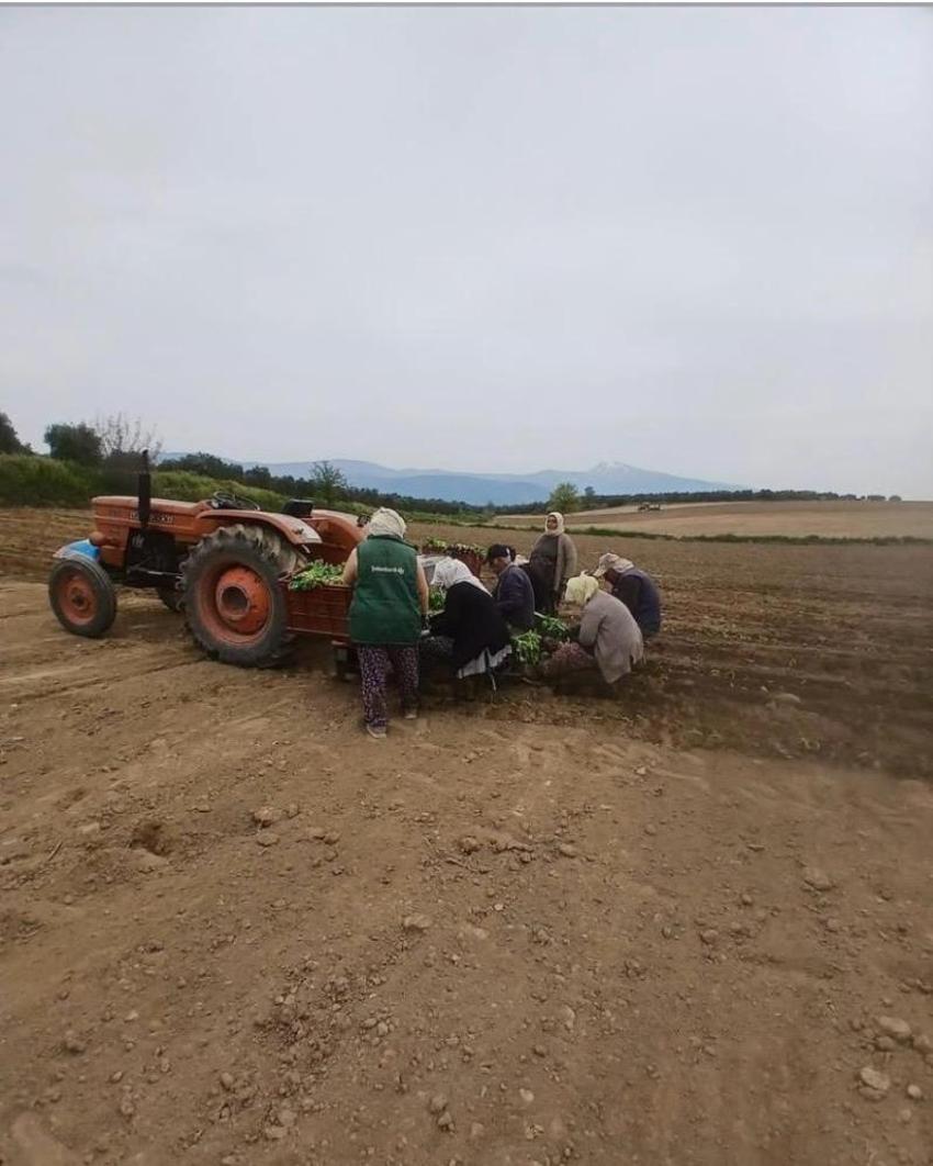 Aydın'da hasat başladı! Çiftçi tarlaya umuduyla indi: Üreticinin tek bir şartı var: Avanslar bir an önce ödensin!