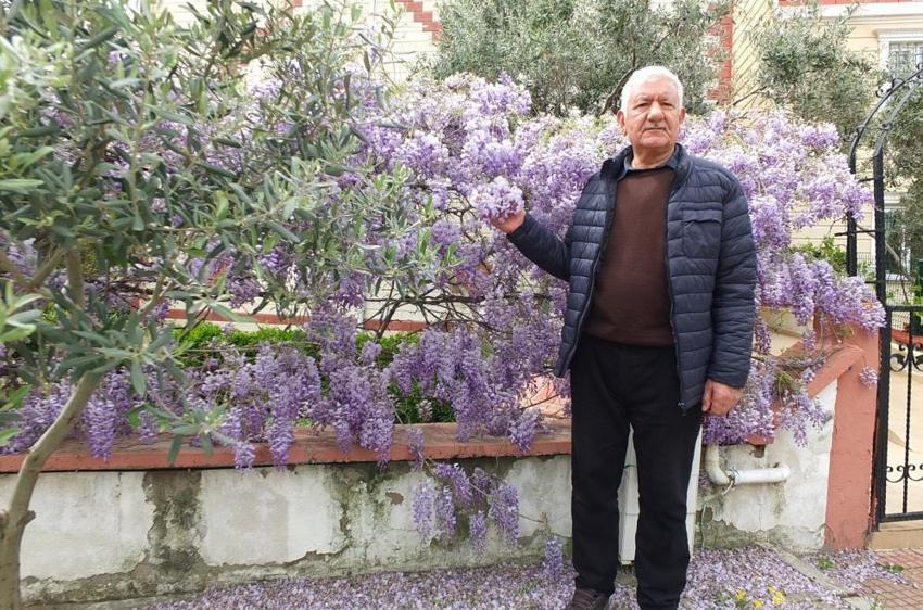 Balıkesir’de bir mahalle tamamen mora büründü! Görenler hayran kalıyor