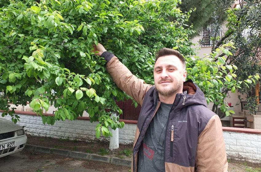 Balıkesir Burhaniye'de ilk erik hasadı yapıldı