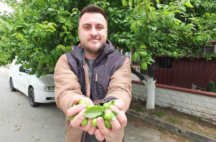 Balıkesir Burhaniye'de ilk erik hasadı yapıldı