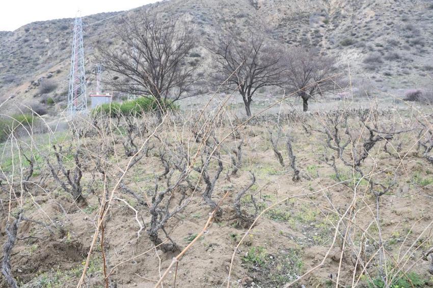 Yozgatlı çiftçi geçen yıl zirai don vuran ürününden umutlu!