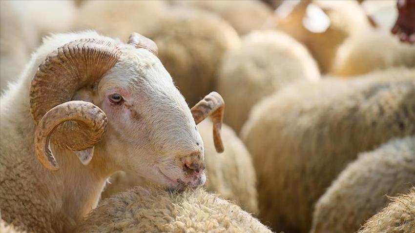 Kurban Bayramı, hicri takvime göre hangi aydadır? İşte yanıtı