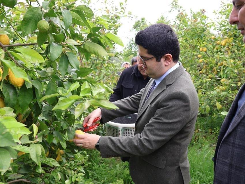 Hatay'da 50 bin dekar alanda başladı: Bir ilçeyi ayakta tutuyor