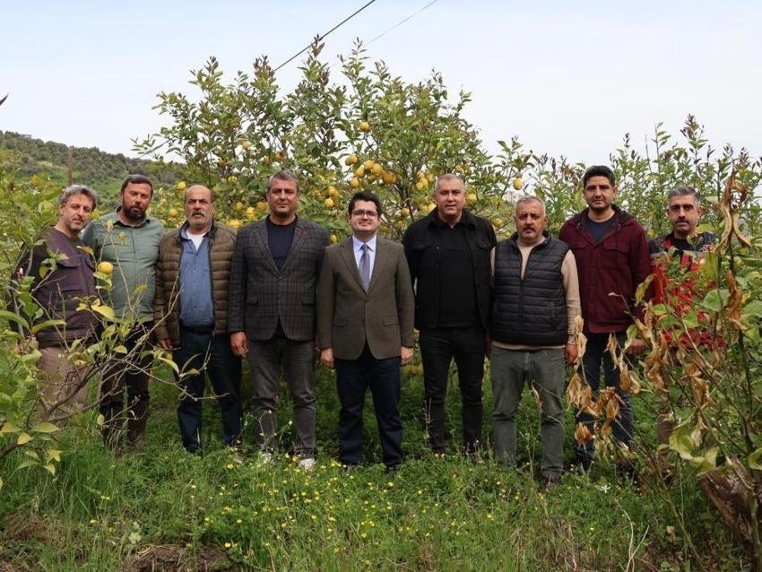 Hatay'da 50 bin dekar alanda başladı: Bir ilçeyi ayakta tutuyor