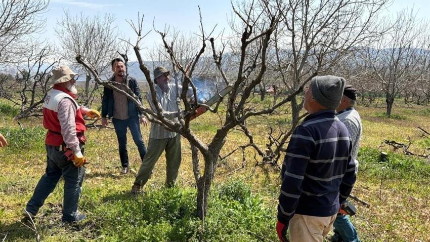 Adıyaman'da 4 köyde alarm verildi: Bu yıl da tüm tarlalarda görüldü!