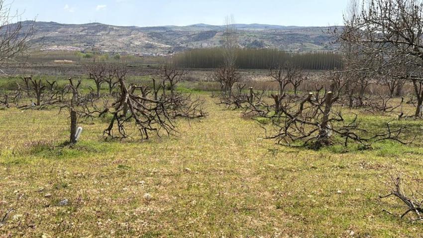 Adıyaman'da 4 köyde alarm verildi: Bu yıl da tüm tarlalarda görüldü!