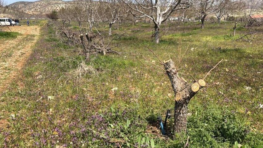 Adıyaman'da 4 köyde alarm verildi: Bu yıl da tüm tarlalarda görüldü!