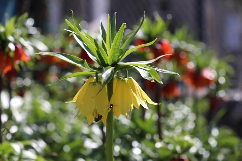 Ağlayan Gelin'in 20 günlük ömrü tamamlanmak üzere: Son birkaç günü kaldı, doğaseverler akın etti!