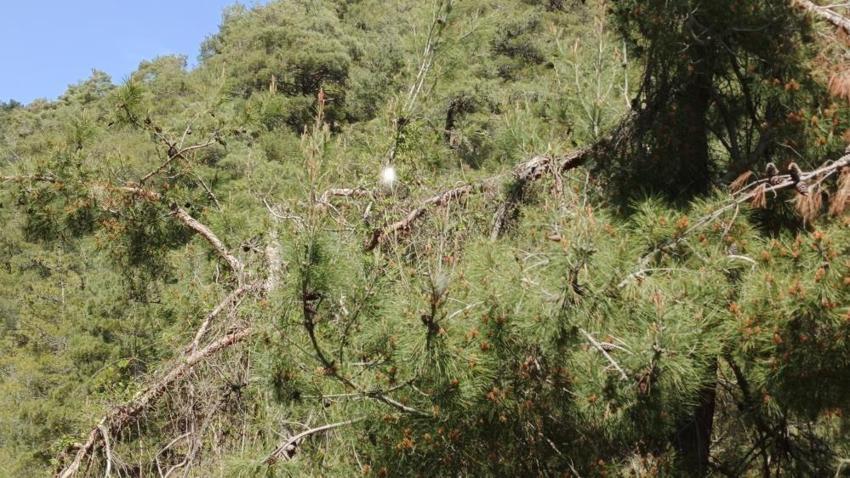 Samsun'da mahalleyi istila etti: Her ağaçta kendini gösteriyor