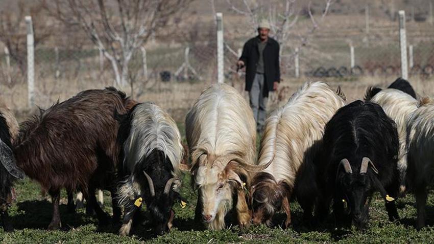 Niğde'de eski hükümlüye devlet desteği! Başvurusu kabul edildi, sürü sahibi oldu