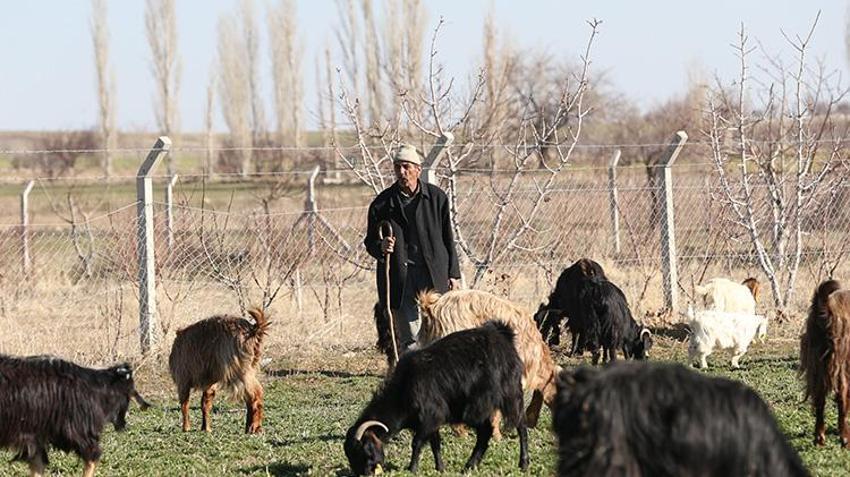 Niğde'de eski hükümlüye devlet desteği! Başvurusu kabul edildi, sürü sahibi oldu