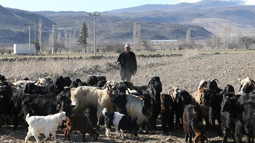 Niğde'de eski hükümlüye devlet desteği! Başvurusu kabul edildi, sürü sahibi oldu