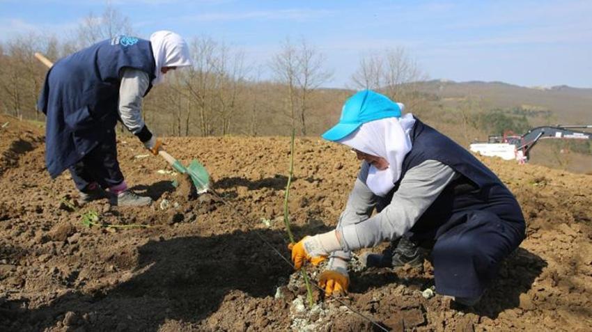 Atıl araziler para basıyor! Bursalı çiftçiye yeni gelir kapısı açıldı: Bu ürünleri eken kazanıyor