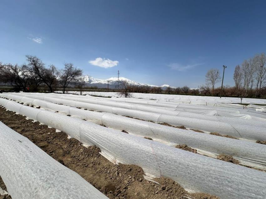 20 gün erken hasat edilecek! Tam 100 bin tane dikildi: Erzincan'dan çevre illere dağıtılacak