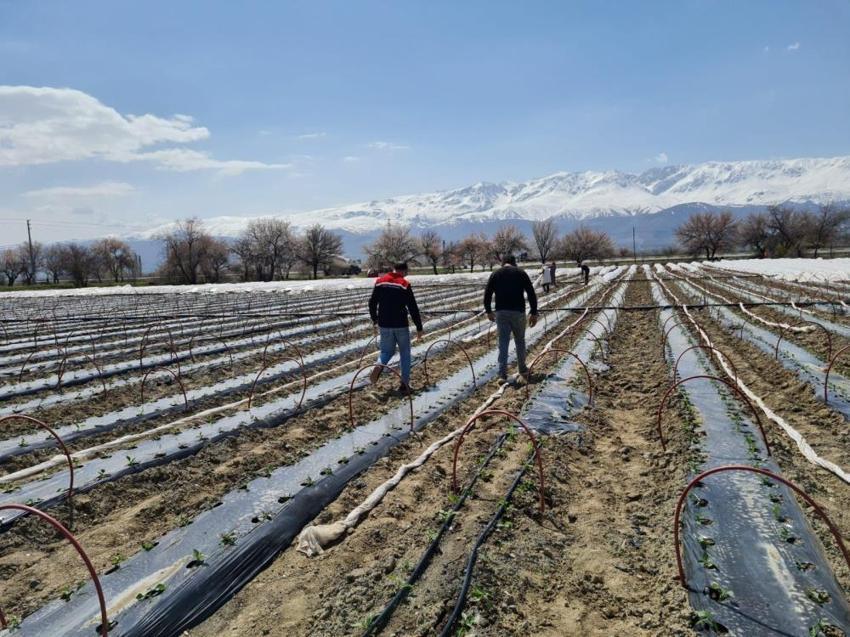 20 gün erken hasat edilecek! Tam 100 bin tane dikildi: Erzincan'dan çevre illere dağıtılacak