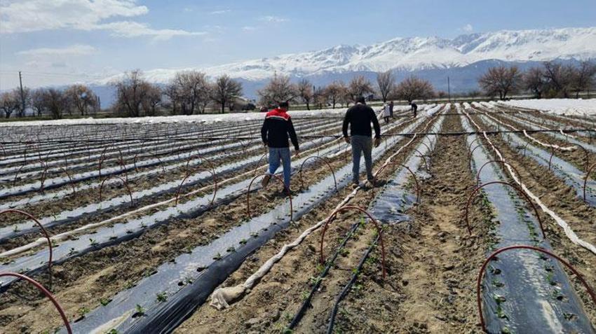 Erzincan Üzümlü’de 100 bin biber fidesi toprakla buluştu