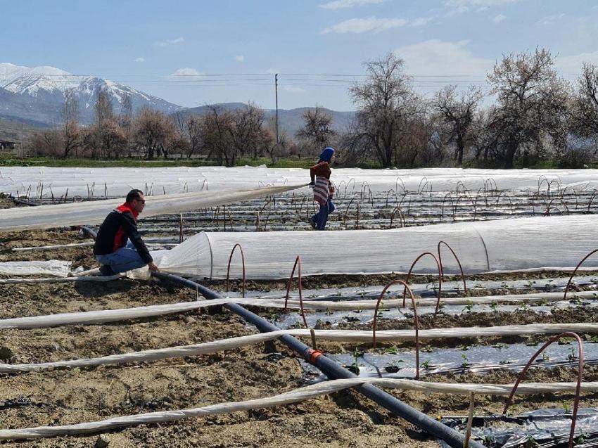 Erzincan Üzümlü’de 100 bin biber fidesi toprakla buluştu