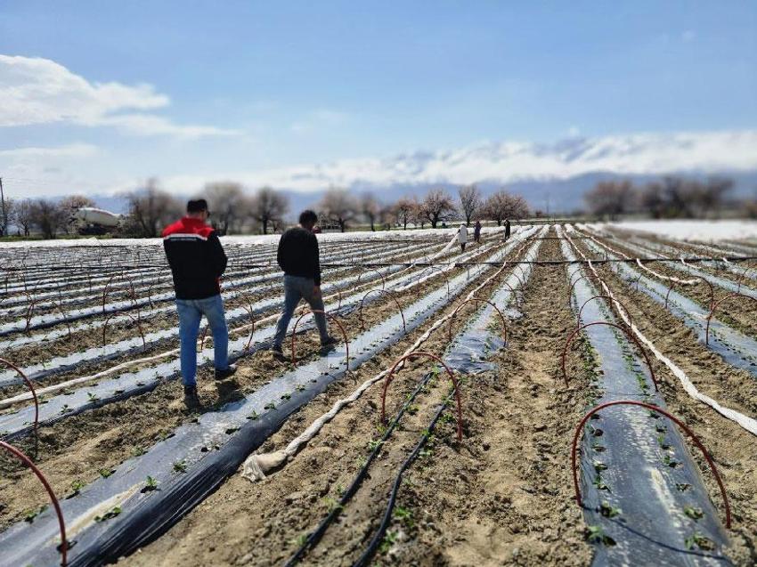 Erzincan Üzümlü’de 100 bin biber fidesi toprakla buluştu