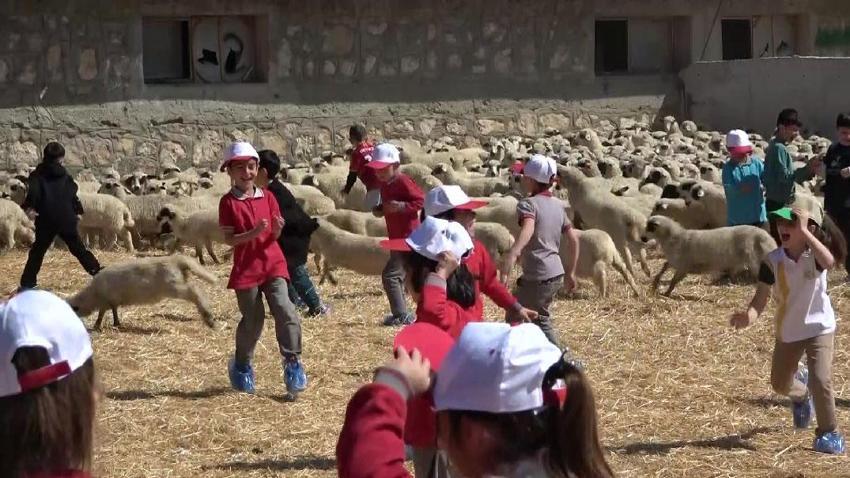 Sevimli kuzular anneleriyle buluştu, Sevgi yumağının görüntüleri yürekleri ısıttı