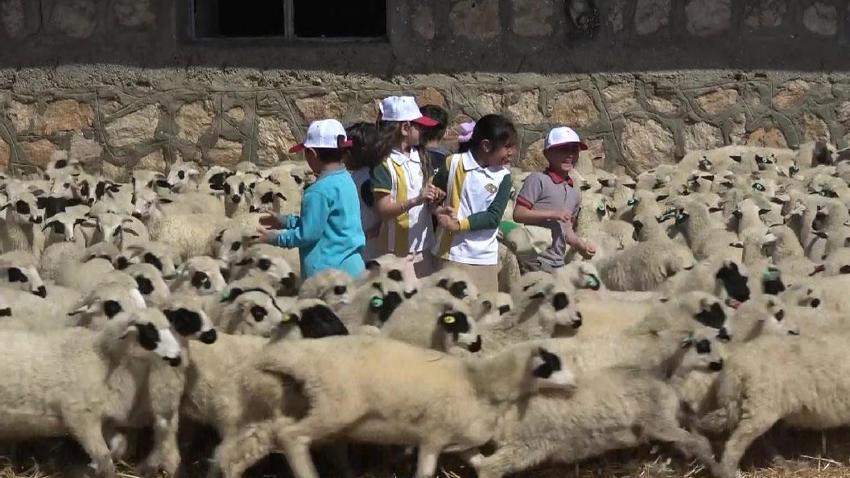 Sevimli kuzular anneleriyle buluştu, Sevgi yumağının görüntüleri yürekleri ısıttı
