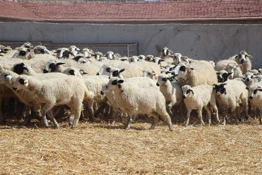 Sevimli kuzular anneleriyle buluştu, Sevgi yumağının görüntüleri yürekleri ısıttı