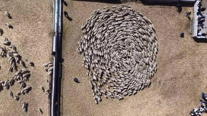 Sevimli kuzular anneleriyle buluştu, Sevgi yumağının görüntüleri yürekleri ısıttı